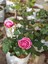 Videolu Yediveren Pembe (10-15 cm) Saksılı Aşılı Gül Pink Rose 2