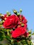 Videolu Kırmızı Gül Fidanı Kokulu Saksılı 1 Adet [10-15 cm] Dış Mekan Bitkisi Red Rose 1