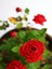Videolu Kırmızı Gül Fidanı Kokulu Saksılı 1 Adet [10-15 cm] Dış Mekan Bitkisi Red Rose 2