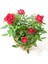 Videolu Kırmızı Gül Fidanı Kokulu Saksılı 1 Adet [10-15 cm] Dış Mekan Bitkisi Red Rose 3