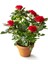 Videolu Kırmızı Gül Fidanı Kokulu Saksılı 1 Adet [10-15 cm] Dış Mekan Bitkisi Red Rose 4