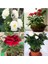 Videolu Beyaz ve Kırmızı Yediveren 2 Adet Gül Fidanı Saksılı 50-90 cm (Red White Roses Sapling) 1