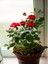 Videolu Beyaz ve Kırmızı Yediveren 2 Adet Gül Fidanı Saksılı 50-90 cm (Red White Roses Sapling) 5