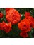 Videolu Ponpon Nar Çiçeği 3 Adet Gül Fidanı Yediveren 50-80 cm (Pomegranate Blossom Rose Sapling) 1
