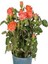 Videolu Ponpon Nar Çiçeği 3 Adet Gül Fidanı Yediveren 50-80 cm (Pomegranate Blossom Rose Sapling) 3