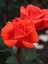 Videolu Ponpon Nar Çiçeği 3 Adet Gül Fidanı Yediveren 50-80 cm (Pomegranate Blossom Rose Sapling) 5