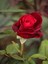Videolu Kadife Kırmızı Gül Fidanı 6 Adet Yediveren Kokulu Saksılı 50-75 cm (Velvet Red Rose) 2