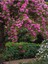 Videolu Pembe Özel Tür Mis Kokulu 1 Adet Sarmaşık Gül Fidanı Saksılı 70-110 cm (Pink Climbing Rose) 1