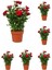 Videolu Kadife Kırmızı Gül Fidanı Yediveren Kokulu 6 Adet Saksılı (40-60 cm) Dış Mekan (Red Roses) 1