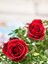 Videolu Kadife Kırmızı Gül Fidanı Yediveren Kokulu 6 Adet Saksılı (40-60 cm) Dış Mekan (Red Roses) 2