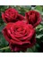 Videolu Kadife Kırmızı Gül Fidanı Yediveren Kokulu 6 Adet Saksılı (40-60 cm) Dış Mekan (Red Roses) 3