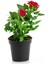 Videolu Kadife Kırmızı Gül Fidanı Yediveren Kokulu 6 Adet Saksılı (40-60 cm) Dış Mekan (Red Roses) 4