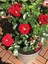 Videolu Kadife Kırmızı Gül Fidanı Yediveren Kokulu 6 Adet Saksılı (40-60 cm) Dış Mekan (Red Roses) 5