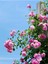 Videolu Pembe Ponpon Sarmaşık Gül Fidanı 1 Adet (80-120 cm) Dış Mekan (Climbing Pink Ruffled Rose) 3