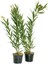 Videolu Zakkum Fidanı 2 Adet Pembe-Beyaz Saksılı/Tüplü (70 - 100 cm) Dış Mekan (Oleanders) 1