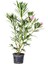 Videolu Zakkum Fidanı 2 Adet Pembe-Beyaz Saksılı/Tüplü (70 - 100 cm) Dış Mekan (Oleanders) 2