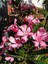 Videolu Zakkum Fidanı 2 Adet Pembe-Beyaz Saksılı/Tüplü (70 - 100 cm) Dış Mekan (Oleanders) 4