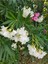 Videolu Zakkum Fidanı 2 Adet Pembe-Beyaz Saksılı/Tüplü (70 - 100 cm) Dış Mekan (Oleanders) 5