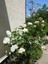 Videolu Sarmaşık Gül Beyaz Renkli Kokulu (90 - 140 cm) 1 Adet Saksılı Aşılı Gül White Rose 4