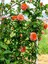 Videolu Sarmaşık Gül Turuncu Renkli(60 - 80 cm)1 Adet Saksılı Aşılı Gül Orange Rose 1