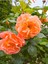 Videolu Sarmaşık Gül Turuncu Renkli(60 - 80 cm)1 Adet Saksılı Aşılı Gül Orange Rose 2