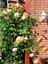 Videolu Sarmaşık Gül Turuncu Renkli(60 - 80 cm)1 Adet Saksılı Aşılı Gül Orange Rose 3