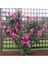 Videolu Pembe Sarmaşık Gül Fidanı Kokulu (90 - 140 cm)1 Adet Tüplü Aşılı Gül Pink Rose 2