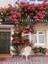 Videolu Pembe Özel Tür Mis Kokulu 1 Adet Sarmaşık Gül Fidanı Saksılı 70-110 cm (Pink Climbing Rose) 2