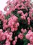 Videolu Pembe Özel Tür Mis Kokulu 1 Adet Sarmaşık Gül Fidanı Saksılı 70-110 cm (Pink Climbing Rose) 3