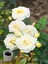 Videolu Krem Beyazı 2 Adet Yediveren Kokulu Gül Fidanı Saksılı 50-75 cm (Cream White Rose) 1