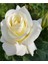 Videolu Krem Beyazı 2 Adet Yediveren Kokulu Gül Fidanı Saksılı 50-75 cm (Cream White Rose) 2
