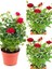 Videolu Kırmızı Yediveren Kokulun Gül Fidanı 3 Adet Saksılı Dış Mekan Bitkisi 35-60 cm (Red Rose) 1