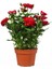 Videolu Kırmızı Yediveren Kokulun Gül Fidanı 3 Adet Saksılı Dış Mekan Bitkisi 35-60 cm (Red Rose) 2