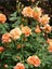 Videolu Turuncu Yediveren Kokulu Gül Fidanı 1 Adet Saksılı Bahçe Bitkisi 10-15 cm (Orange Rose) 1