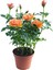 Videolu Turuncu Yediveren Kokulu Gül Fidanı 1 Adet Saksılı Bahçe Bitkisi 10-15 cm (Orange Rose) 2