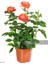 Videolu Turuncu Yediveren Kokulu Gül Fidanı 1 Adet Saksılı Bahçe Bitkisi 10-15 cm (Orange Rose) 3