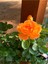 Videolu Turuncu Yediveren Kokulu Gül Fidanı 1 Adet Saksılı Bahçe Bitkisi 10-15 cm (Orange Rose) 4