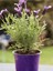 Videolu Mor Lavanta Fidanı 30 Adet Angustifolia Fidanı Tüplü/ Saksılıdır 15-25 cm (Lavender) 1