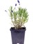 Videolu Mor Lavanta Fidanı 30 Adet Angustifolia Fidanı Tüplü/ Saksılıdır 15-25 cm (Lavender) 2