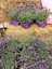Videolu Mor Lavanta Fidanı 30 Adet Angustifolia Fidanı Tüplü/ Saksılıdır 15-25 cm (Lavender) 3