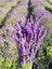 Videolu Mor Lavanta Fidanı 30 Adet Angustifolia Fidanı Tüplü/ Saksılıdır 15-25 cm (Lavender) 4