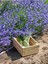 Videolu Mor Lavanta Fidanı 30 Adet Angustifolia Fidanı Tüplü/ Saksılıdır 15-25 cm (Lavender) 5
