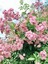Videolu Pembe Sarmaşık Ponpon Gül Fidanı 1 Adet Dış Mekan Bitkisi 35-60 cm (Pink Climbing Rose) 1