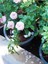 Videolu Pembe Sarmaşık Ponpon Gül Fidanı 1 Adet Dış Mekan Bitkisi 35-60 cm (Pink Climbing Rose) 2