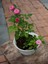 Videolu Pembe Sarmaşık Ponpon Gül Fidanı 1 Adet Dış Mekan Bitkisi 35-60 cm (Pink Climbing Rose) 4