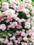 Videolu Pembe Sarmaşık Ponpon Gül Fidanı 1 Adet Dış Mekan Bitkisi 35-60 cm (Pink Climbing Rose) 5