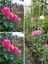 Videolu Yediveren Sarmaşık Mis Kokulu Pembe Gül Fidanı 3 Adet Saksılı 40-65 cm (Climbing Pink Rose) 1