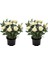 Videolu Yediveren Yoğun Kokulu Beyaz Gül 2 Adet 35-65 cm Saksılı/Tüplü Bahçe Bitkisi (White Rose) 1