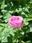 Videolu Yediveren Kokulu Pembe (10-15 cm) Saksılı 1 Adet Aşılı Gül Pink Rose 1