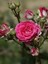 Videolu Yediveren Kokulu Pembe (10-15 cm) Saksılı 1 Adet Aşılı Gül Pink Rose 2